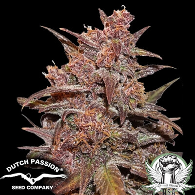 Dutch Passion Seeds Blackberry Kush CBD AUTO
