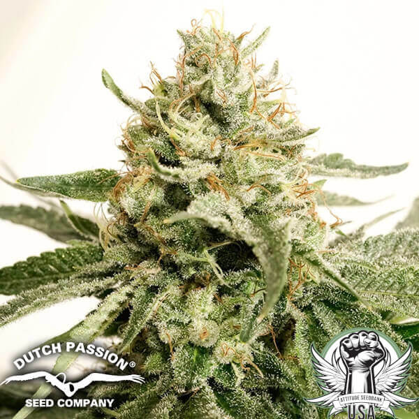 Dutch Passion Seeds Ice Cream Haze