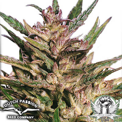 Dutch Passion Seeds Passion #1