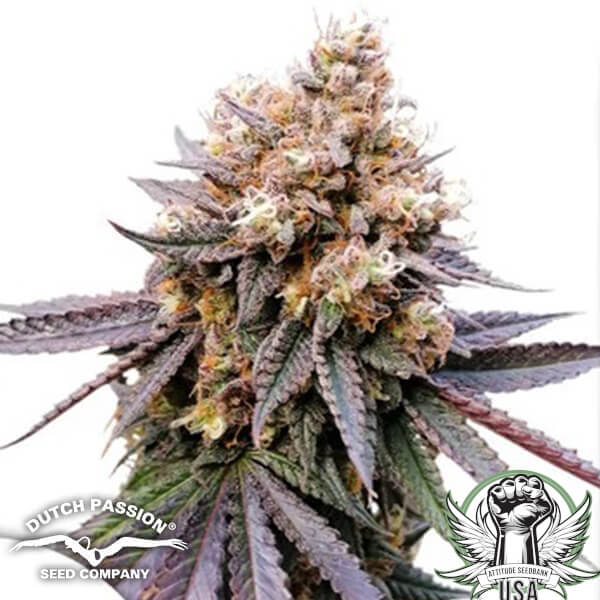 Dutch Passion Seeds GMO FAST