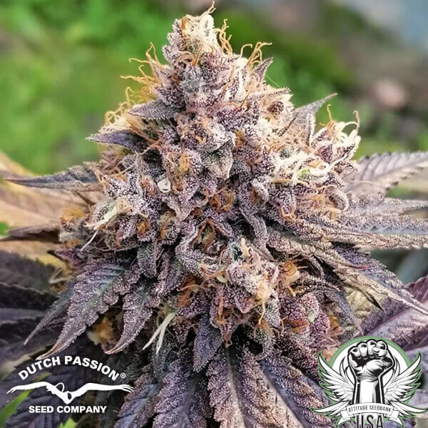 attitude dutchpassion gmofast2 600x600_600x600.jpg