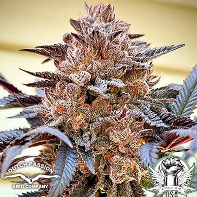 Dutch Passion Seeds Slush Mint Cake