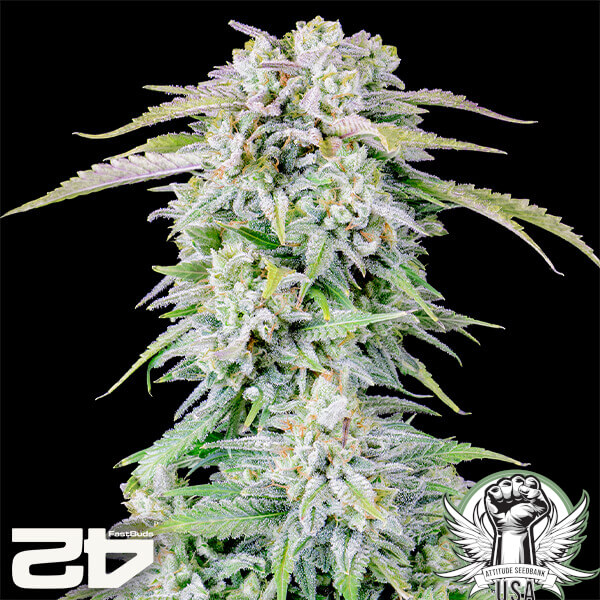 FastBuds Seeds Afghan Kush AUTO