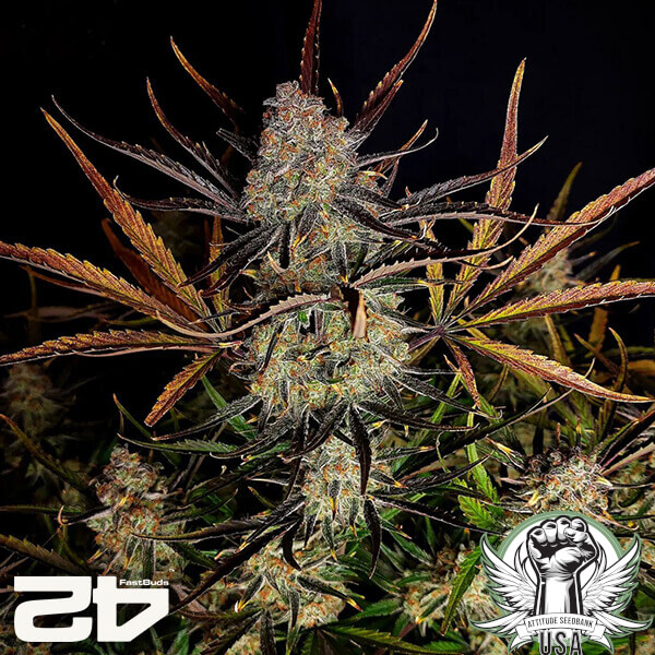 attitude fastbud applestrudelauto24 2 600x600_600x600.jpg