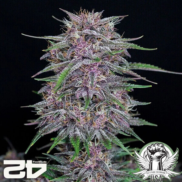 attitude fastbud bananapurplepunchauto24 2 600x600_600x600.jpg