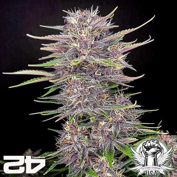 attitude fastbud bananapurplepunchauto24 3 600x600_600x600.jpg