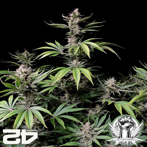 attitude fastbud cherrycolaauto24 2 600x600_600x600.jpg