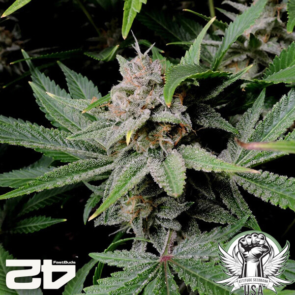 attitude fastbud cherrycolaauto24 3 600x600_600x600.jpg