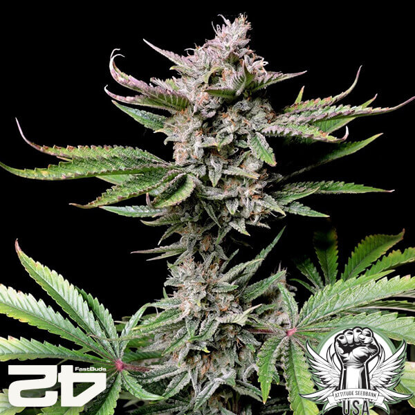 FastBuds Seeds Cherry Cola AUTO