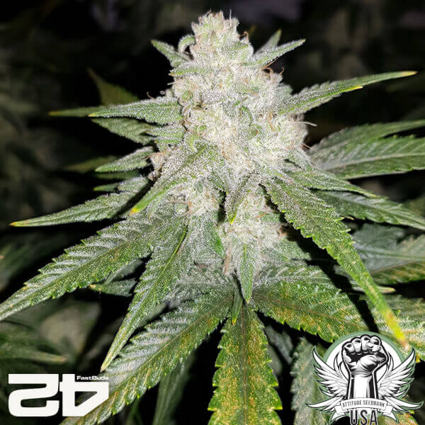 attitude fastbud gelatoauto24 2 600x600_600x600.jpg
