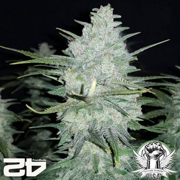 attitude fastbud gelatoauto24 3 600x600_600x600.jpg