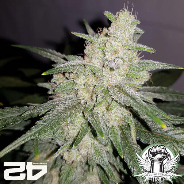 attitude fastbud gelatoauto24 4 600x600_600x600.jpg