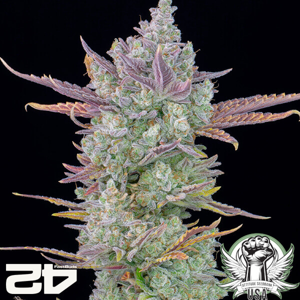 attitude fastbud gorillacookiesauto24 2 600x600_600x600.jpg