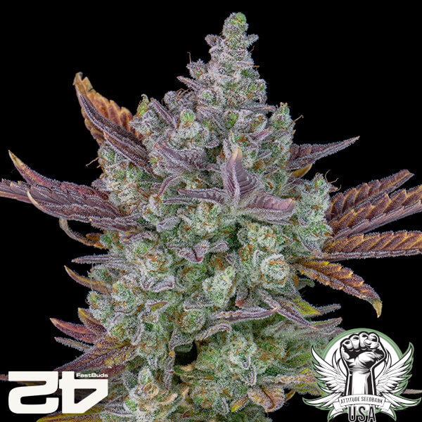 FastBuds Seeds Gorilla Cookies AUTO