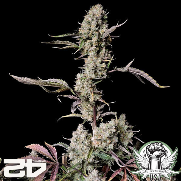 attitude fastbud gorillazkittlezauto2024 2 600x600_600x600.jpg