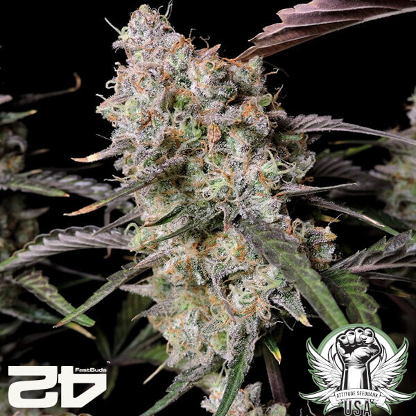attitude fastbud gorillazkittlezauto2024 3 600x600_600x600.jpg