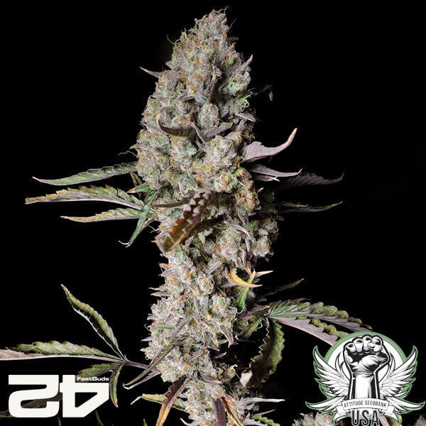 FastBuds Seeds Gorilla Zkittlez AUTO
