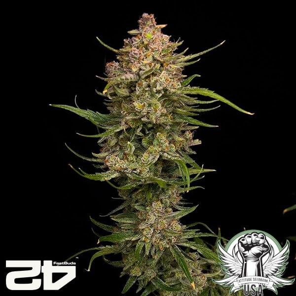 attitude fastbud guavaauto24 2 600x600_600x600.jpg