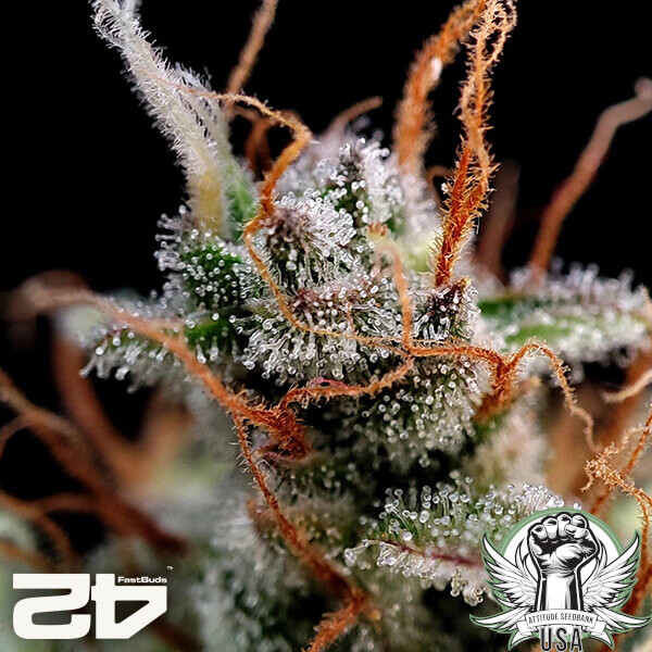 attitude fastbud guavaauto24 3 600x600_600x600.jpg