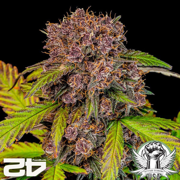 attitude fastbud lemoncherrycookiesauto24 3 600x600_600x600.jpg