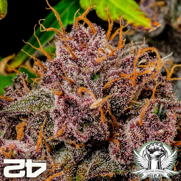 attitude fastbud lemoncherrycookiesauto24 4 600x600_600x600.jpg