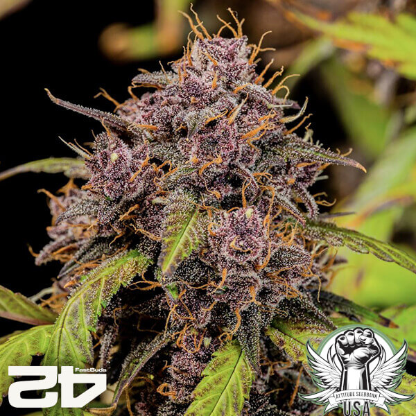 attitude fastbud lemoncherrycookiesauto24 7 600x600_600x600.jpg