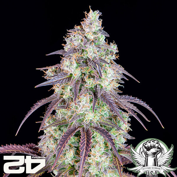 attitude fastbud lemonpieauto24 2 600x600_600x600.jpg