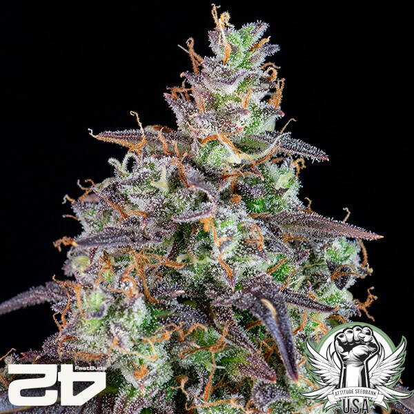 attitude fastbud lemonpieauto24 3 600x600_600x600.jpg