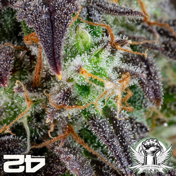attitude fastbud lemonpieauto24 6 600x600_600x600.jpg