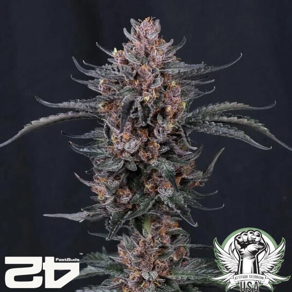 FastBuds Seeds Mango Cherry Runtz AUTO