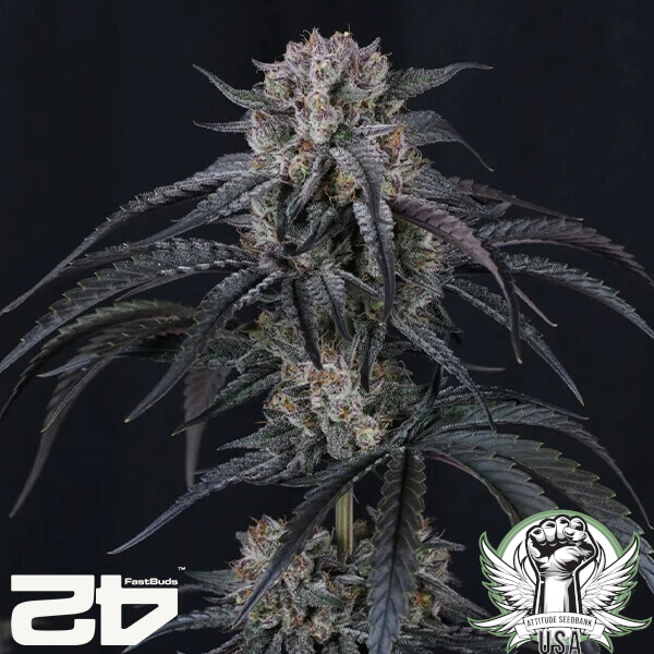 FastBuds Seeds Mango Frost AUTO