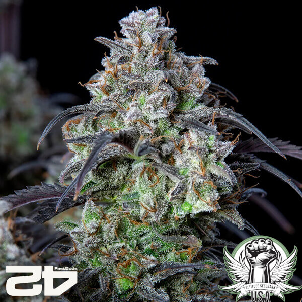 attitude fastbud mimosacakeauto24 3 600x600_600x600.jpg