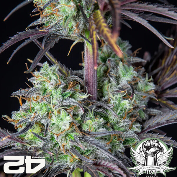 attitude fastbud mimosacakeauto24 5 600x600_600x600.jpg