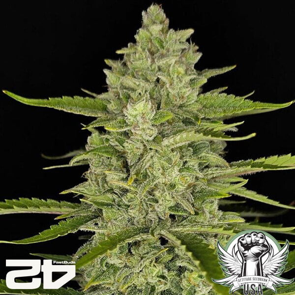 attitude fastbud papayacookiesauto24 2 600x600_600x600.jpg