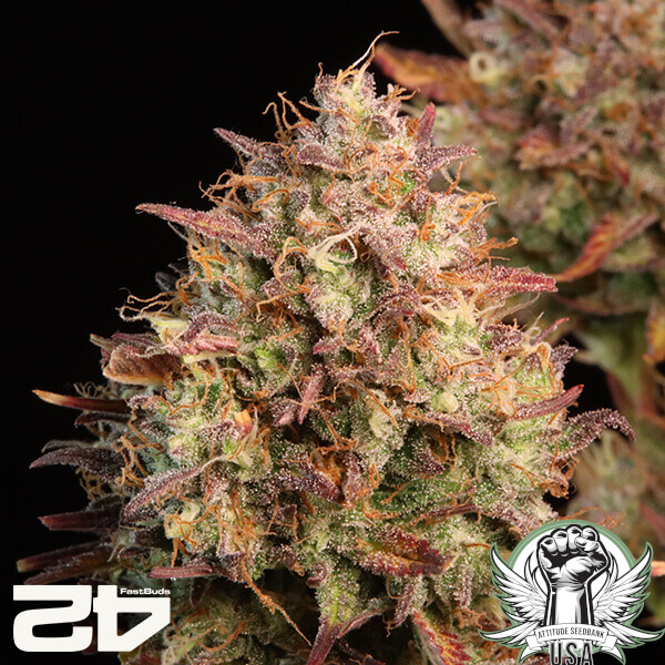 attitude fastbud papayacookiesauto24 3 600x600_600x600.jpg