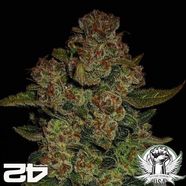 attitude fastbud papayacookiesauto24 5 600x600_600x600.jpg
