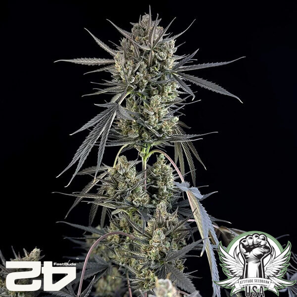 attitude fastbud poundcakeauto24 2 600x600_600x600.jpg