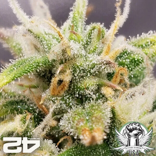 attitude fastbud poundcakeauto24 3 600x600_600x600.jpg