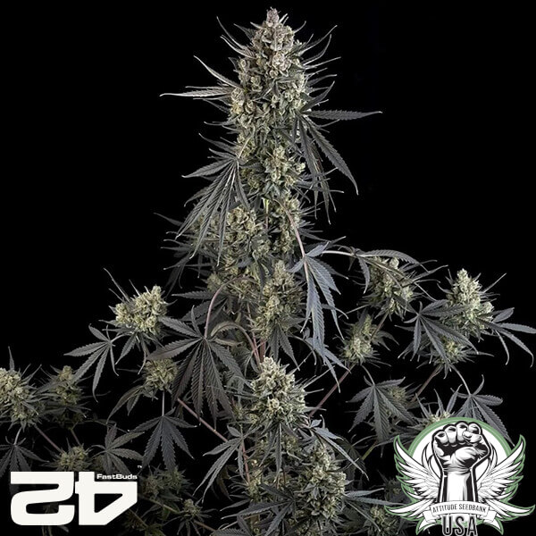 attitude fastbud poundcakeauto24 4 600x600_600x600.jpg