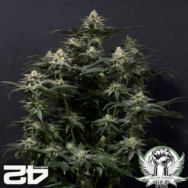 attitude fastbud purplelemonadefast24 2 600x600_600x600.jpg