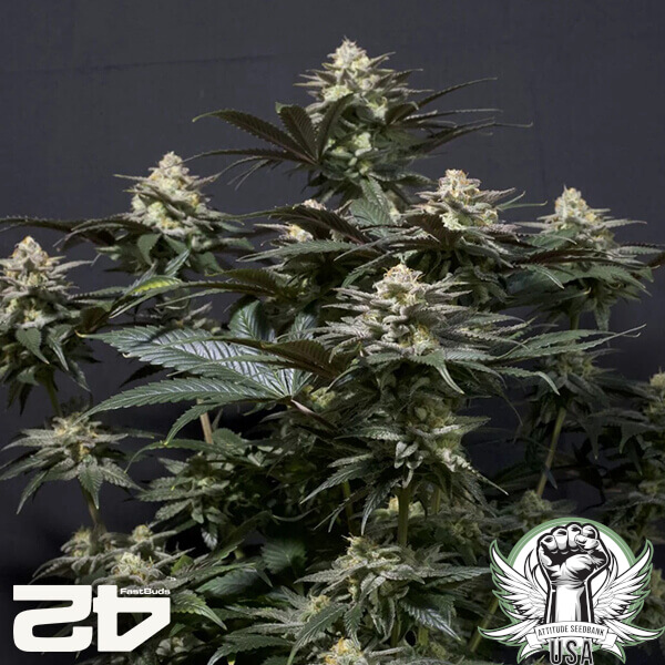 attitude fastbud purplelemonadefast24 3 600x600_600x600.jpg