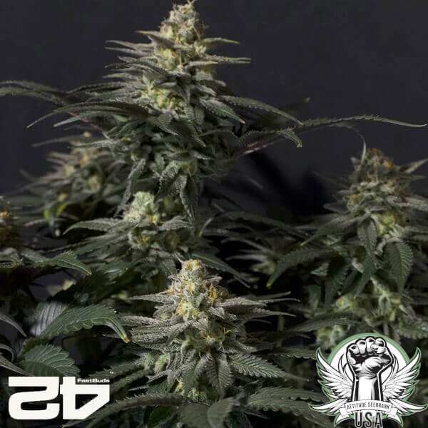 attitude fastbud purplelemonadefast24 5 600x600_600x600.jpg