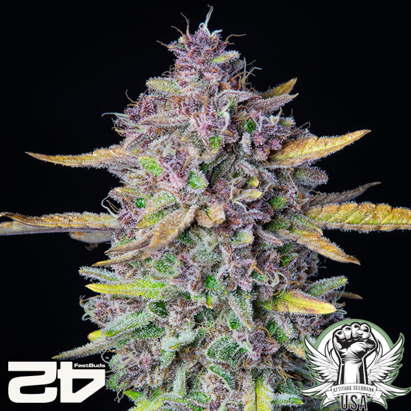 attitude fastbud purplepunch24 3 600x600_600x600.jpg