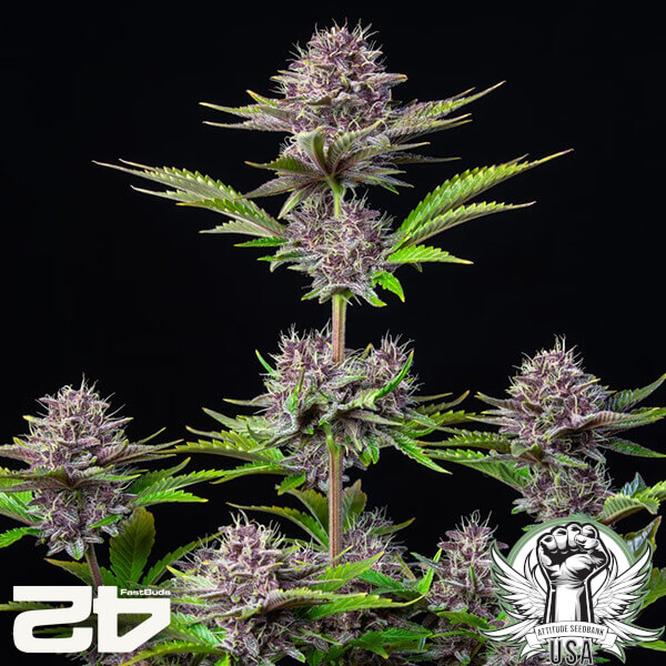 attitude fastbud purplepunch24 4 600x600_600x600.jpg