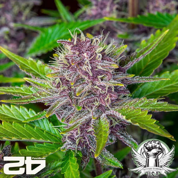 attitude fastbud purplepunch24 5 600x600_600x600.jpg