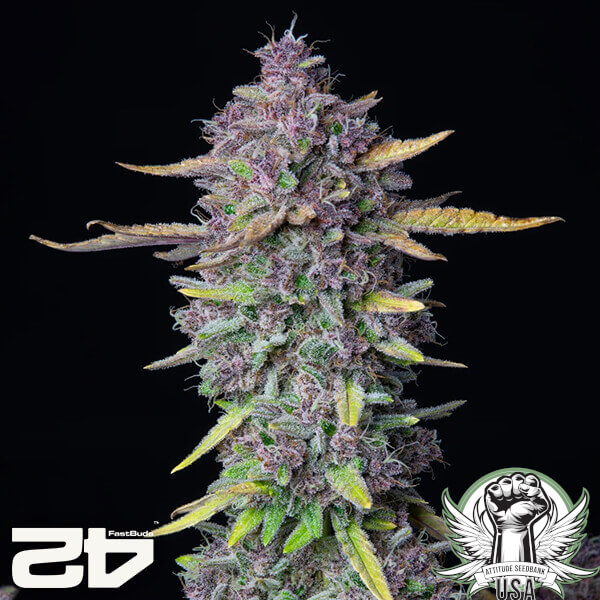 FastBuds Seeds Purple Punch AUTO