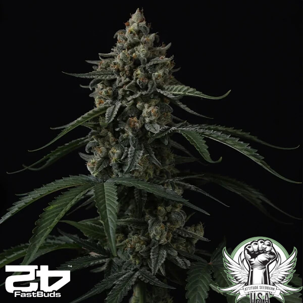 FastBuds Seeds Banana Cherry Cookies AUTO