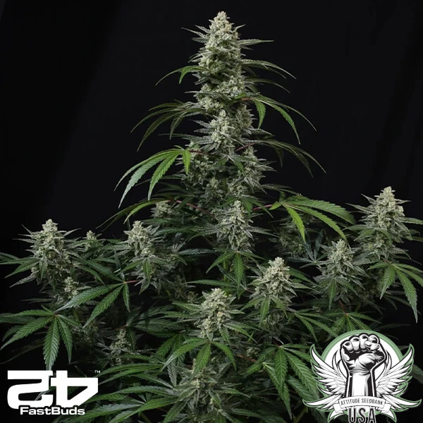 FastBuds Seeds Banana Frost AUTO
