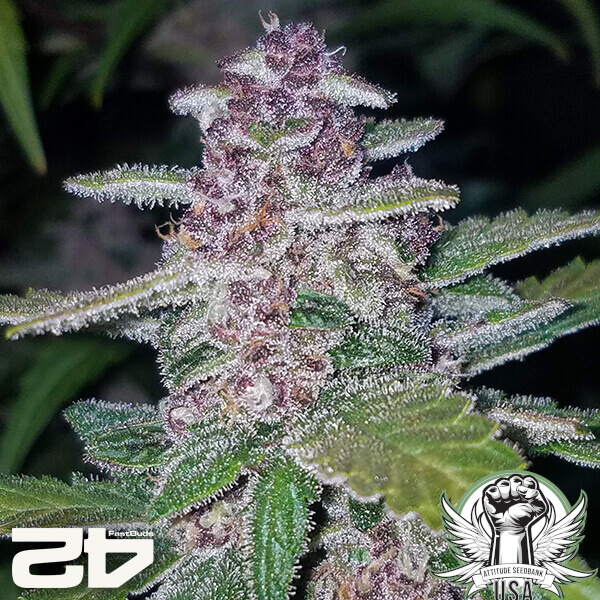 attitude fastbud seeds blackberryauto24 2 600x600_600x600.jpg