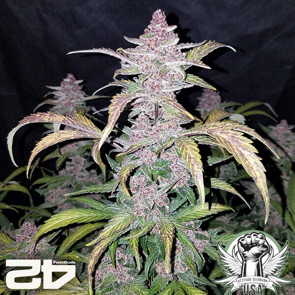 attitude fastbud seeds blackberryauto24 3 600x600_600x600.jpg